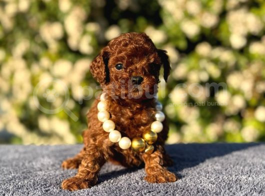 Teacup Üst Kalite Toy Poodle Yavrularım