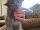 Hekimden British Longhair Bebekler