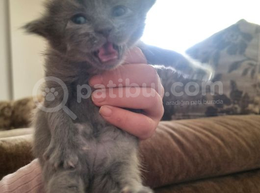 Hekimden British Longhair Bebekler görsel