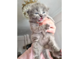 Hekimden British Longhair bebekler