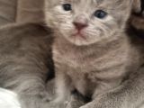 Hekimden British Longhair Bebekler