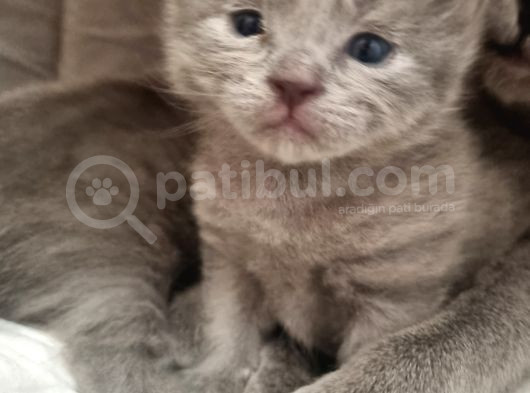 Hekimden British Longhair Bebekler görsel