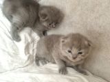 Hekimden British Longhair Bebekler