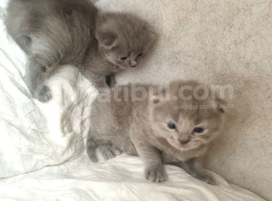Hekimden British Longhair Bebekler görsel