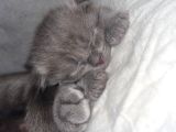 Hekimden British Longhair Bebekler