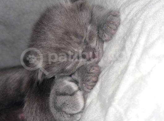 Hekimden British Longhair Bebekler görsel