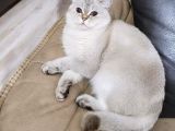 Mia Ya Yeni Bir Aile Ariyoruz