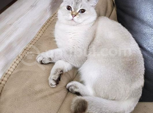 Mia Ya Yeni Bir Aile Ariyoruz görsel