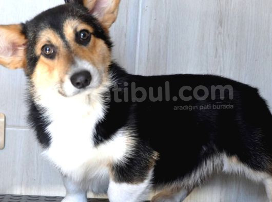 Wels Corgi Pembroke görsel