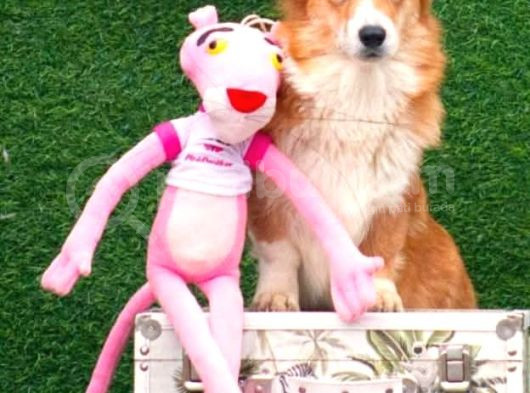 Wels Corgi Pembroke görsel