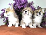 Wels Corgi Pembroke