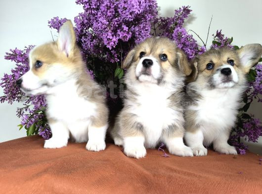 Wels Corgi Pembroke görsel