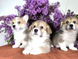 Wels Corgi Pembroke