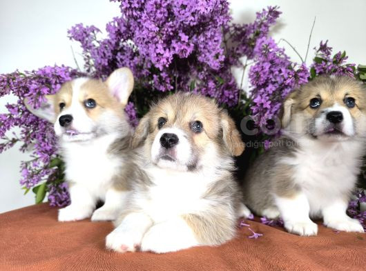 Wels Corgi Pembroke görsel