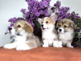 Wels corgi pembroke