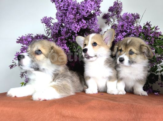 Wels Corgi Pembroke