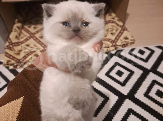 Teslime Hazır British Bluepoint Yavrular görsel