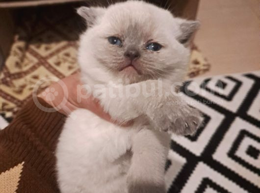 Teslime Hazır British Bluepoint Yavrular görsel