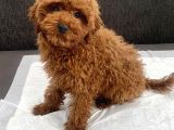 RED BROWN TOY POODLE OĞLUMUZ