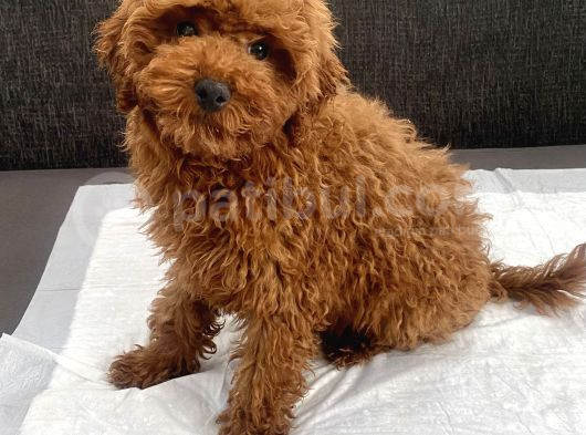 Red Brown Toy Poodle Oğlumuz