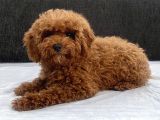 mini boy toy poodle kızımız
