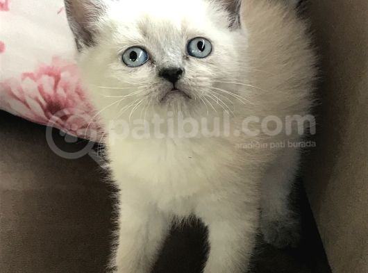 Bebeklerimiz Ailelerini Arıyor görsel