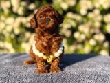 Teacup Üst Kalite Toy Poodle Yavrularım