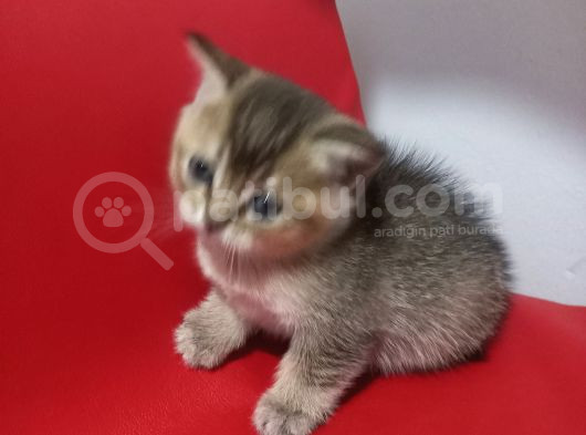 Miniklerim Yeni Yuvalarına Gitmeye Hazır görsel
