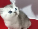Miniklerim Yeni Yuvalarına Gitmeye Hazır