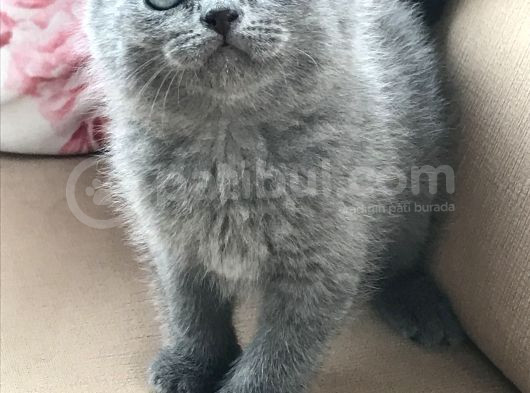 Bebeklerimiz Ailelerini Arıyor görsel