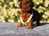 Teacup Üst Kalite Toy Poodle Yavrularım