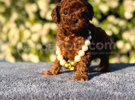Teacup Üst Kalite Toy Poodle Yavrularım görsel