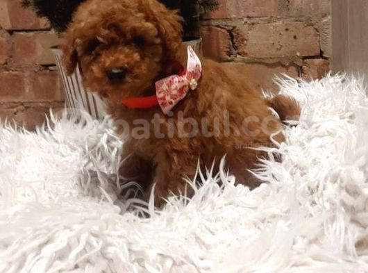 Evi̇ni̇zi̇n Neşesi̇ Olucak Poodle Yavrular görsel
