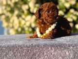 Teacup Üst Kalite Toy Poodle Yavrularım