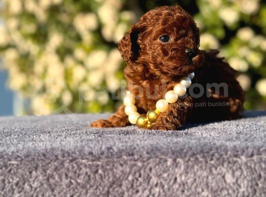 Teacup Üst Kalite Toy Poodle Yavrularım görsel