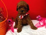 Teacup Dark Red Brown Kore Kan Poodle