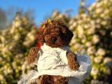Mini Boy Toy Poodle Yavrularım