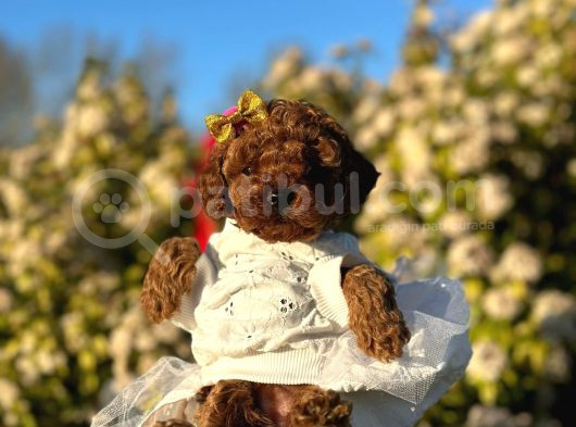 Mini Boy Toy Poodle Yavrularım görsel