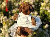 Mini Boy Toy Poodle Yavrularım