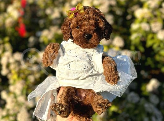 Mini Boy Toy Poodle Yavrularım görsel