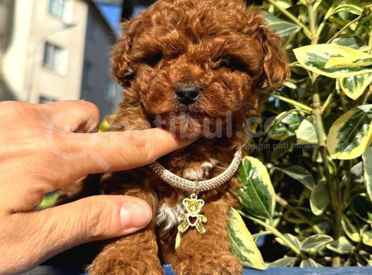 RED BROWN TOY POODLE