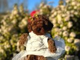 mini boy toy poodle yavrularım