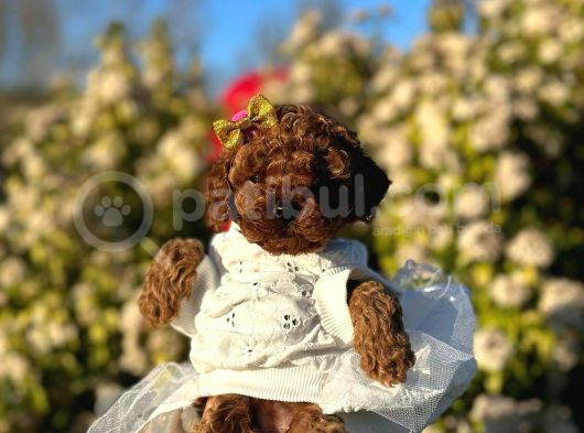 Mini Boy Toy Poodle Yavrularım