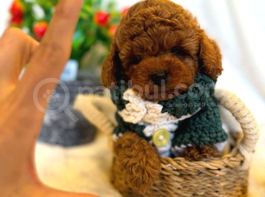 Toy Poodle Anne Altindan