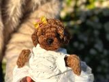 Mini Boy Toy Poodle Yavrularım