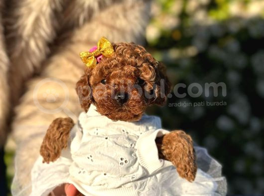 Mini Boy Toy Poodle Yavrularım görsel