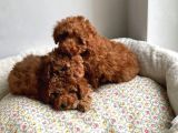 EVİNİZİN NEŞESİ OLUCAK POODLE YAVRULAR