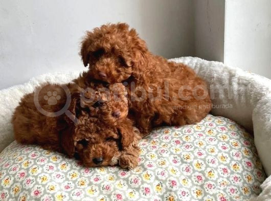 Evi̇ni̇zi̇n Neşesi̇ Olucak Poodle Yavrular
