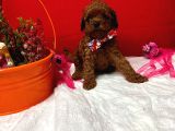 Teacup Dark Red Brown Kore Kan Poodle