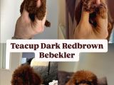 Teacup Dark Red Brown Kore Kan Poodle